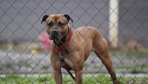 Ženu cestou domov napadol susedov pes. Skončila na urgente