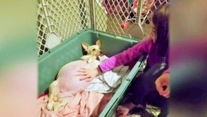 Čivava rekordmanka. Porodila 11 zdravých šteniatok