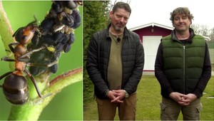 Ochráňte svoju záhradu pred škodcami už teraz: 3 tipy, na ktoré netreba chemický postrek!