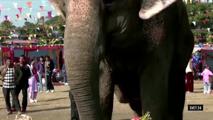 Svet 24 o boji lupiny so sójou, ako aj o slonej súťaži krásy