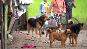 Problém s túlavými psami. Napádajú ľudí a deti, odháňať ich musia paralyzérmi