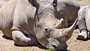 FOTO: Roh nosorožca má väčšiu cenu ako zlato. Pytliaci neustále lovia