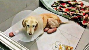 Psíka zahránili pred krutým osudom, mohol skončiť na mäso