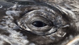 Japonsko opäť ulovilo viac ako 300 veľrýb, z toho 122 gravídnych samíc