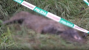 Záhada pri Habure: Našli mŕtveho vlka, príčinu úhynu prešetruje polícia