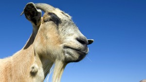 Netradičná naháňačka. Policajti chytali mníškam kozy