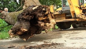 Vietor na strednom Slovensku opäť láme stromy