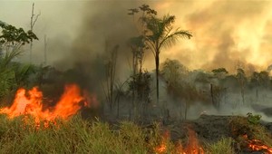 Stovky zvierat utekajú pred požiarom v Amazonskom dažďovom lese. V Bolívii pre ne stavajú útulky