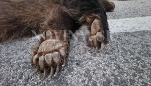 Toto vodiči nečakali: Pod kolesá im vbehol 120-kilový medveď