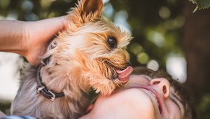 Prečo psy olizujú ľudí? Odpoveď je dosť šokujúca