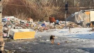 Hrôza v Kolárove: Psa našli uhynutého na reťazi v torze starej chladničke