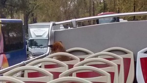 Nečakaný zákazník. Do vyhliadkového autobusu sa vkradla líška