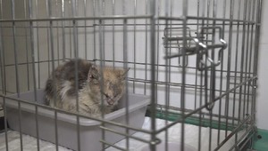 Eutanázia alebo motyka: Veterinárka zasiahla, aby ochránila mačku pred krutým osudom