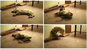 VIDEO. Toto je Bizkit. Pes, ktorý beží a šteká zo sna