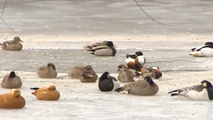 Ďalší prípad vtáčej chrípky ohlásený: Nakazila sa kačica v ZOO