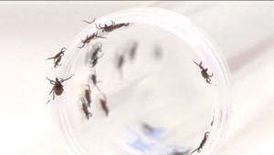 V Žilinskom kraji hlásia zvýšený výskyt infikovaných kliešťov. Aké sú najčastejšie príznaky a ako správne postupovať?