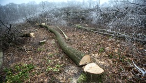 Kauza výrub lesa na Kolibe. Padlo ďalšie trestné oznámenie