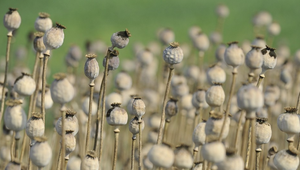 Varili heroín z maku a ponúkali ho ďalej. Skončili v rukách polície
