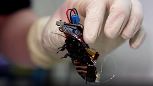 Japonskí vedci vynašli prevratnú technológiu. Robotický šváb môže zachrániť životy