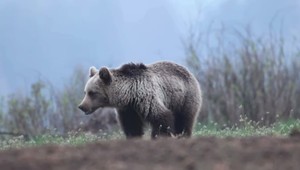 Medveď napadol muža so psom. Mužovi po útoku zostala na chrbte hlboká rana