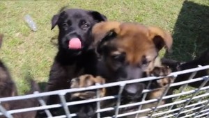 VIDEO: Polícia ukázala svojich budúcich pomocníkov. Takto si nažívajú šteňatá ovčiaka