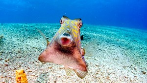 Parádny úlovok potápačov. Ryba s kačacími perami