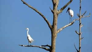 Slovensku hrozí súd, pre úradníčku a vtáky