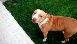 Stratil sa pitbulteriér, majiteľ ponúka odmenu 500 eur