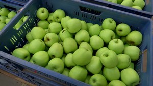 Farmári už nemajú peniaze na chladenie v skladoch. Jablká tak zhnijú rovno v sadoch