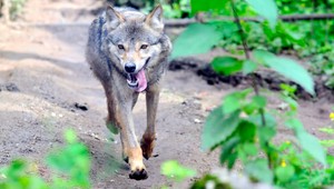 Nie je vlk ako vlk. Ministerstvo nám zavarilo, tvrdia poľovníci