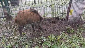 Nočné videnie pre poľovníkov: Keď výnimka otvára dvere nelegálnemu lovu