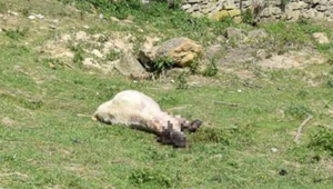 Svorka psov zahrdúsila na viacerých dvoroch ovce. Pustila sa aj do poľovníkov, ktorí ich zastrelili