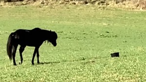 Združenie za práva zvierat chcelo zachrániť zraneného koňa. ŠVPS ho ale dala utratiť