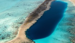 Video mláďaťa kraba kráľovského z Mexického zálivu ohromilo svet