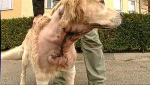 Na zlatého retrievera zaútočil pes, zmrzačil ho