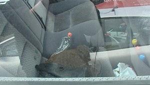 Opitý 16-ročný mladík jazdil po meste