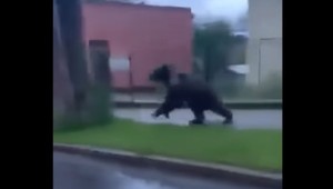 VIDEO: Mladý medveď pobehoval po Ružomberku. Tomu, čo urobil, neuveríte