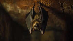 Nevšední susedia: V tomto kaštieli žije kolónia 700 netopierov