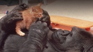 Zomrela jedna z najinteligentnejších goríl Koko. Komunikovala posunkovou rečou