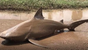 Žralok na ceste vystrašil ľudí