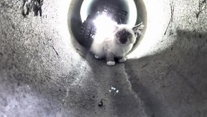 VIDEO: Mačiatko uviazlo v kanalizácii. Na pomoc mu poslali robota s prezývkou R2D2