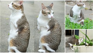 Z rozkošného kocúra bez predných labiek sa stala celebrita