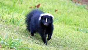 VIDEO: Skunk vs. fenka Suzi. Kto z koho?