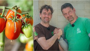 Záhradkári, praskajú vám paradajky? Toto je hlavný dôvod, s ktorým sa ľahko popasujete!