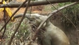 VIDEO: Slon strávil v studni tri dni. Pomôcť mu mohla len ťažká technika