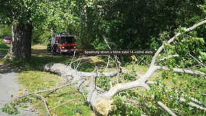Prípad smrti 14-ročného chlapca, ktorého zabil konár stromu, sa zamotáva. Prokurátor celú vec vrátil na políciu