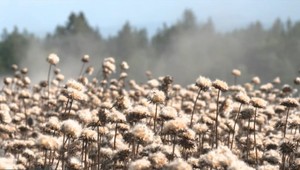 Pestrec mariánsky, ľudovo "Kristova koruna", nie je obyčajná rastlina. Je to antioxidant a regeneruje pečeň