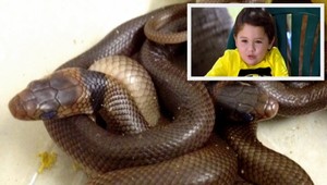 Chlapčekovi (3) sa v skrini vyliahli prudko jedovaté hady!