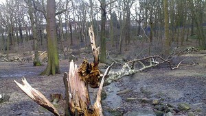 Víchrica Emma spôsobila v štátnych lesoch kalamitu