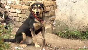 Rinčaniu reťazí na krkoch psov by mal byť od januára koniec. Do platnosti vstupuje nový zákon